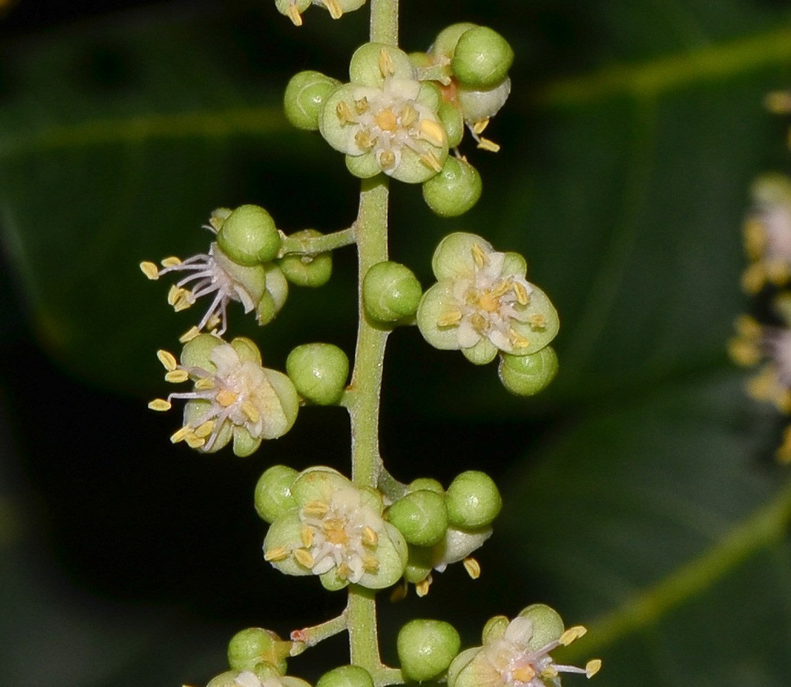 Image of Cupaniopsis anacardioides specimen.