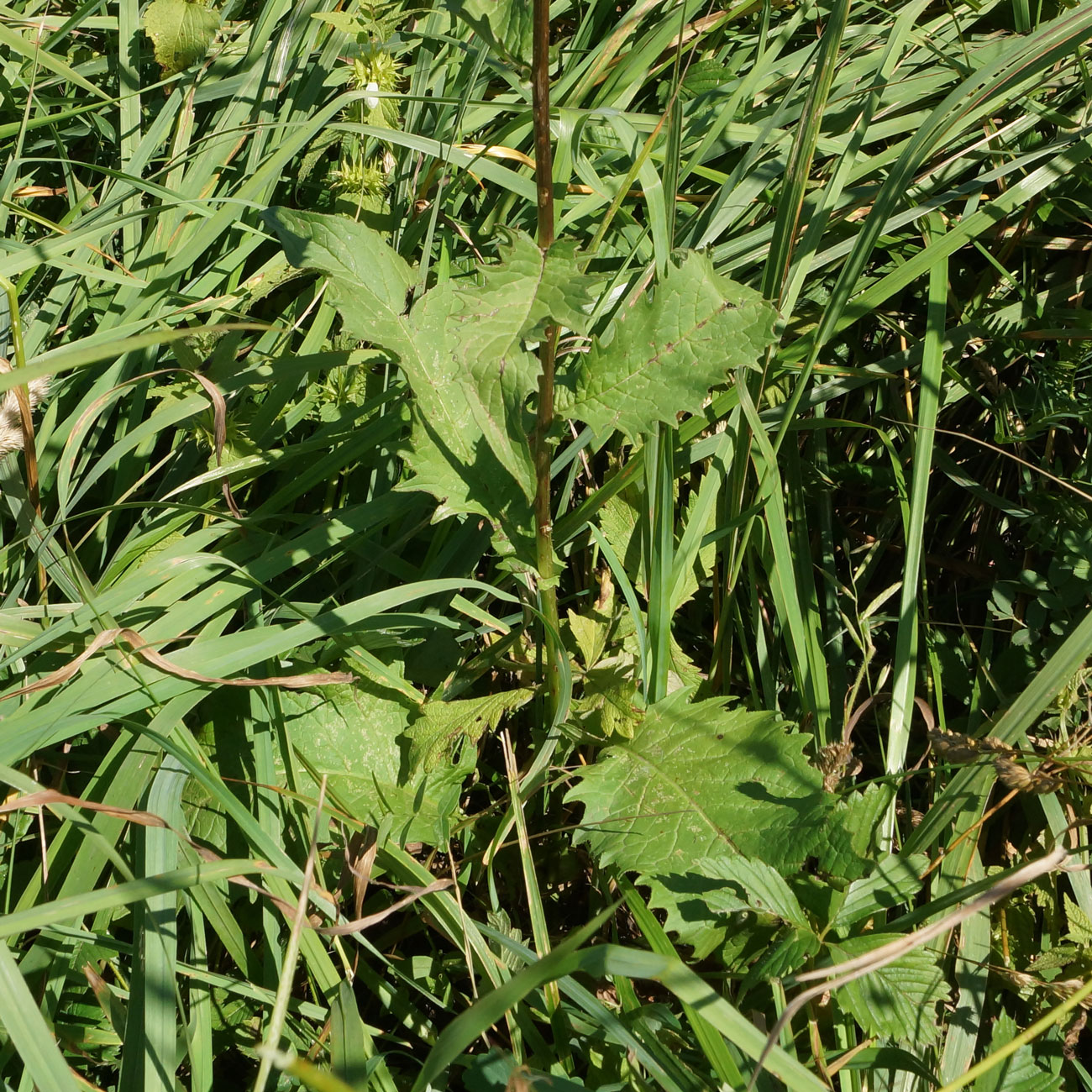 Image of Crepis sibirica specimen.