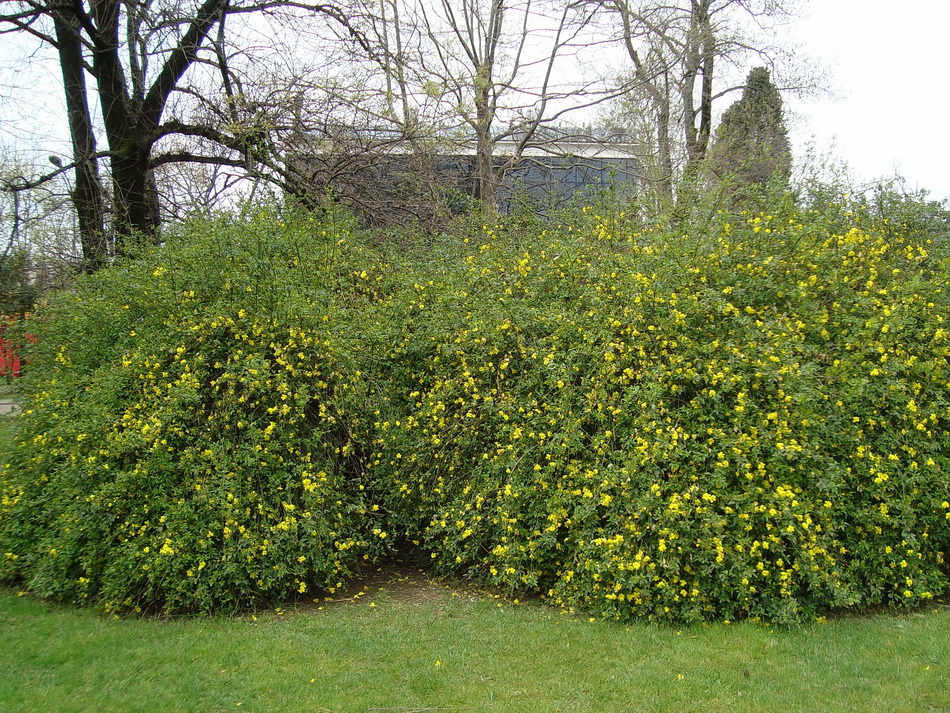 Image of Jasminum mesnyi specimen.