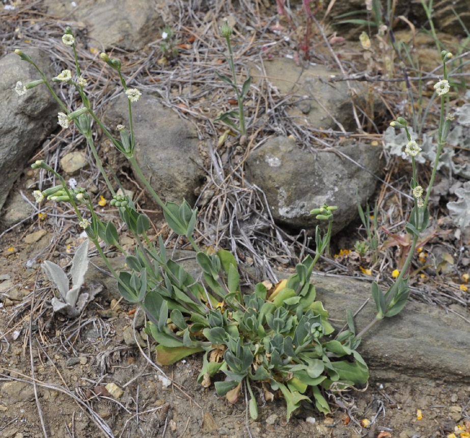 Image of Silene graeca specimen.