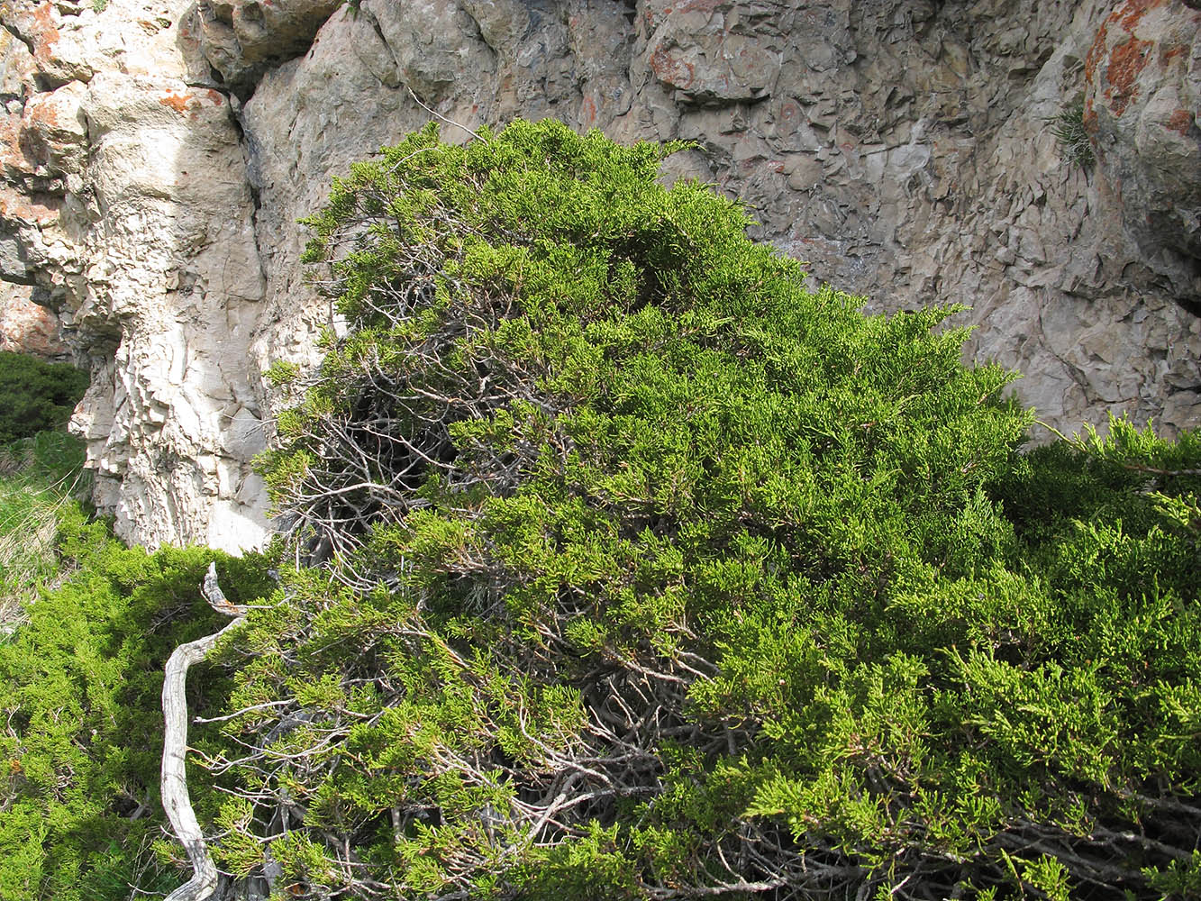 Image of Juniperus sabina specimen.