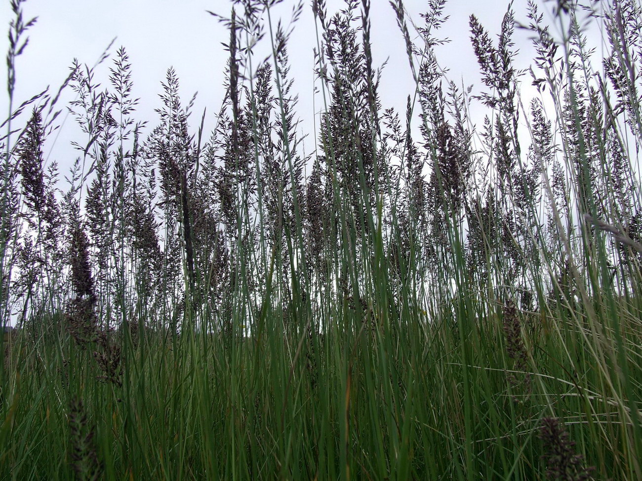 Изображение особи род Calamagrostis.