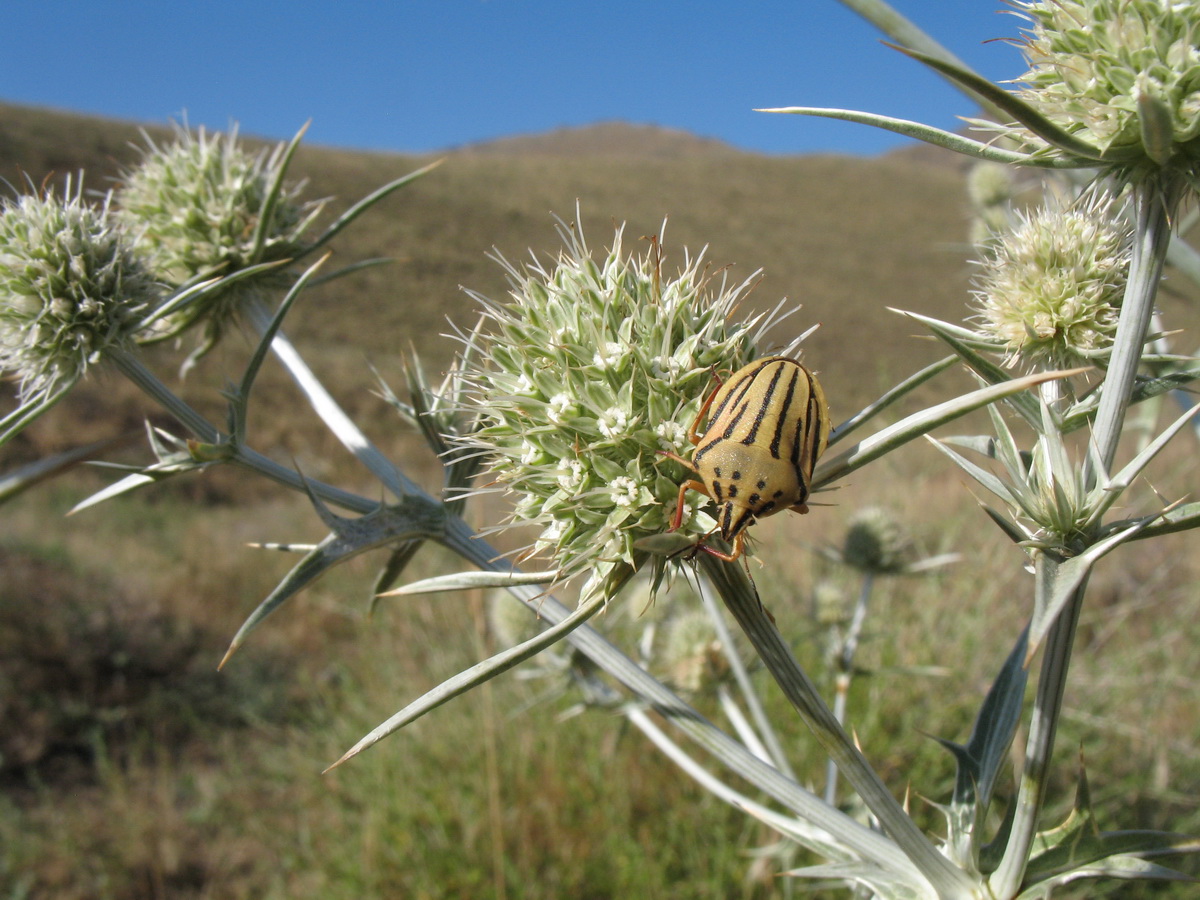 Изображение особи Eryngium macrocalyx.