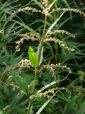 Urtica angustifolia. Часть цветущего растения. Приморье, окр. г. Находка, у лесной дороги. 22.07.2016.