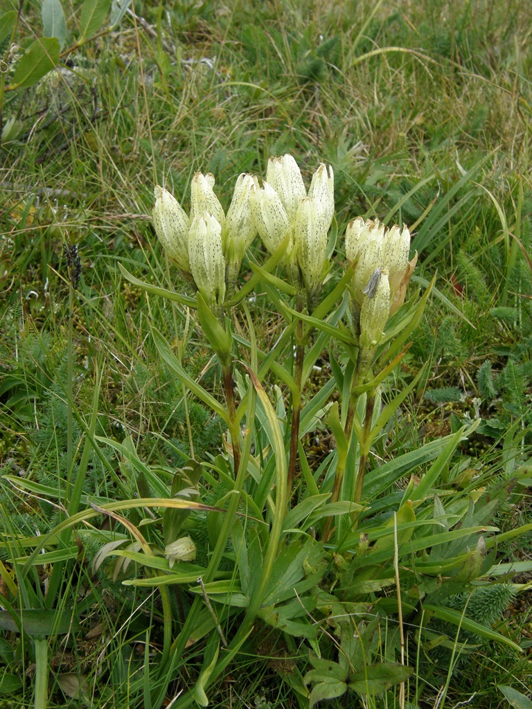 Image of Gentiana algida specimen.