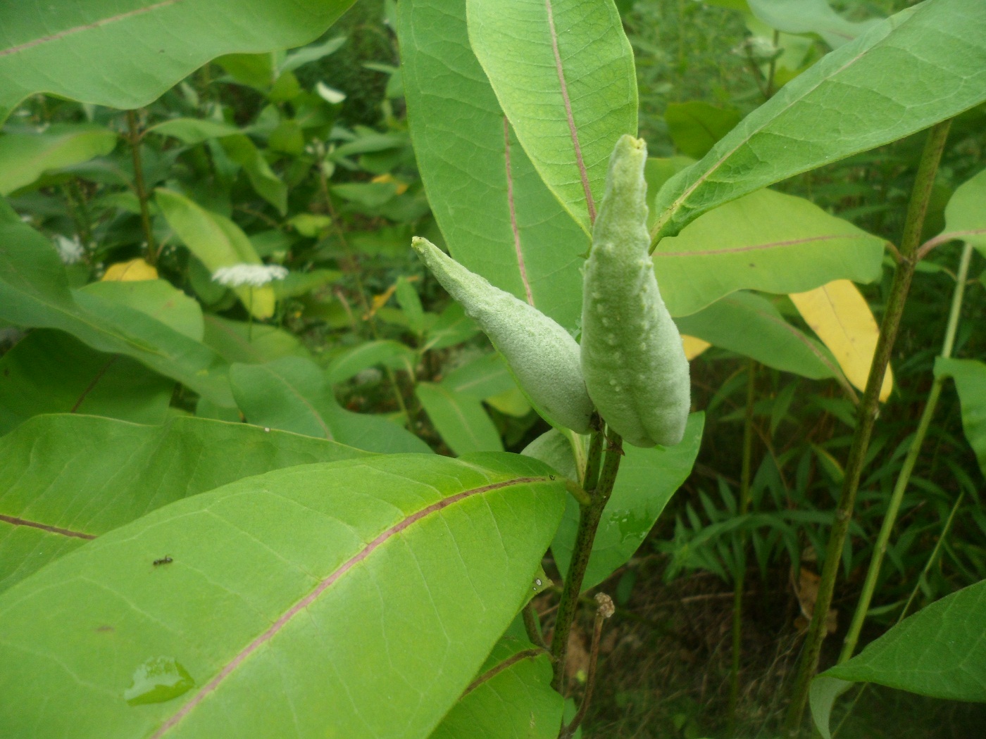 Изображение особи Asclepias syriaca.