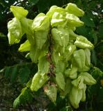 Koelreuteria paniculata