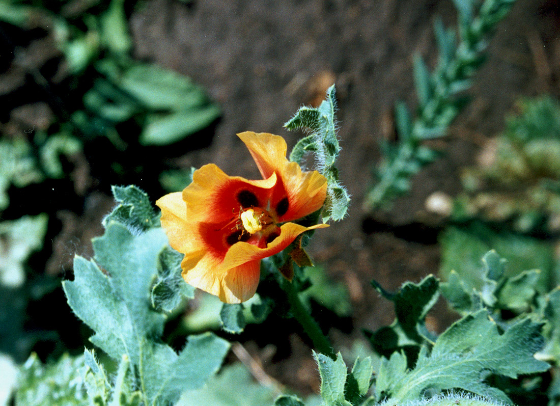 Изображение особи Glaucium corniculatum.