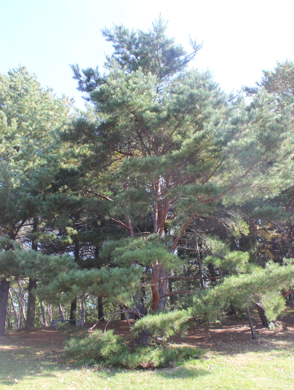 Image of Pinus × funebris specimen.