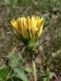 Taraxacum mongolicum. Верхушка побега с распускающимся соцветием. Амурская обл., Бурейский р-н, окр. с. Виноградовка, поляна в дубовом лесу. 28.07.2016.