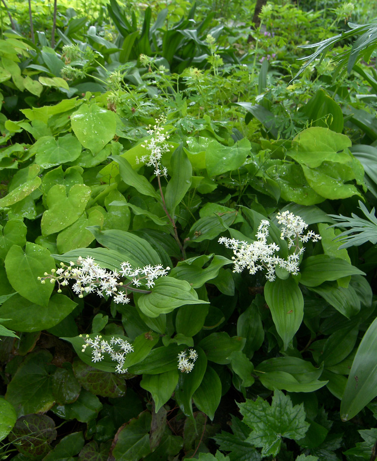 Image of Smilacina racemosa specimen.