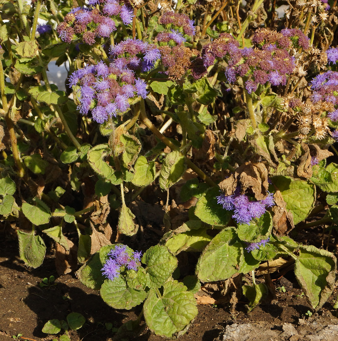 Image of Ageratum houstonianum specimen.