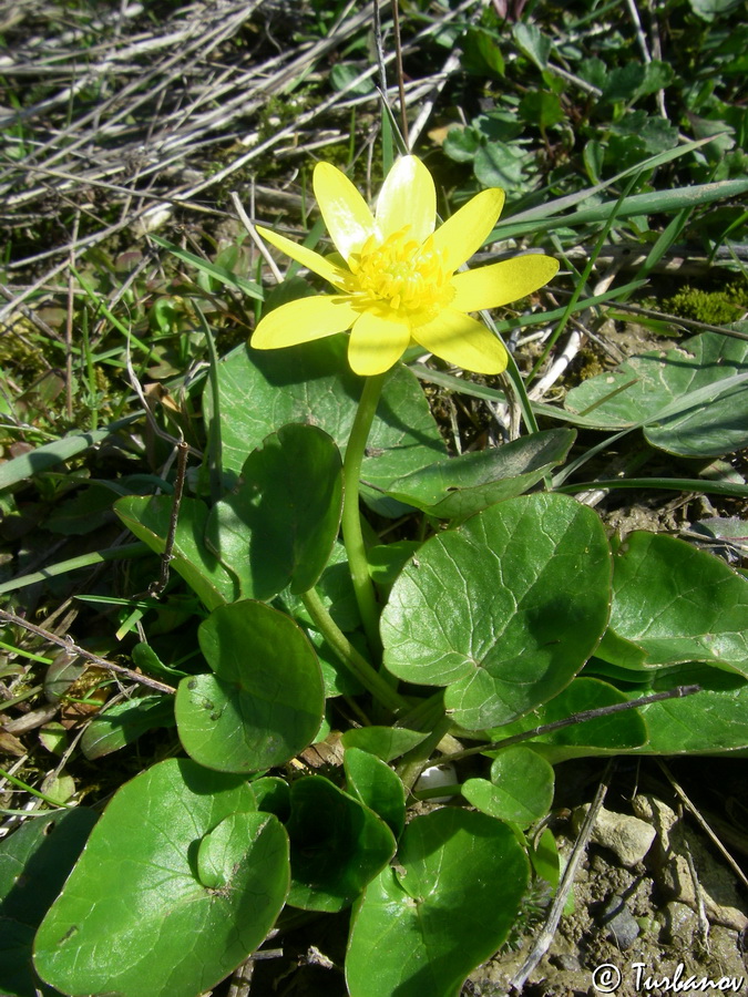 Image of Ficaria calthifolia specimen.