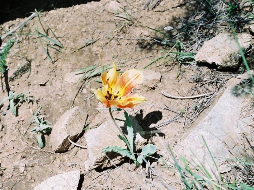 Image of Tulipa schmidtii specimen.