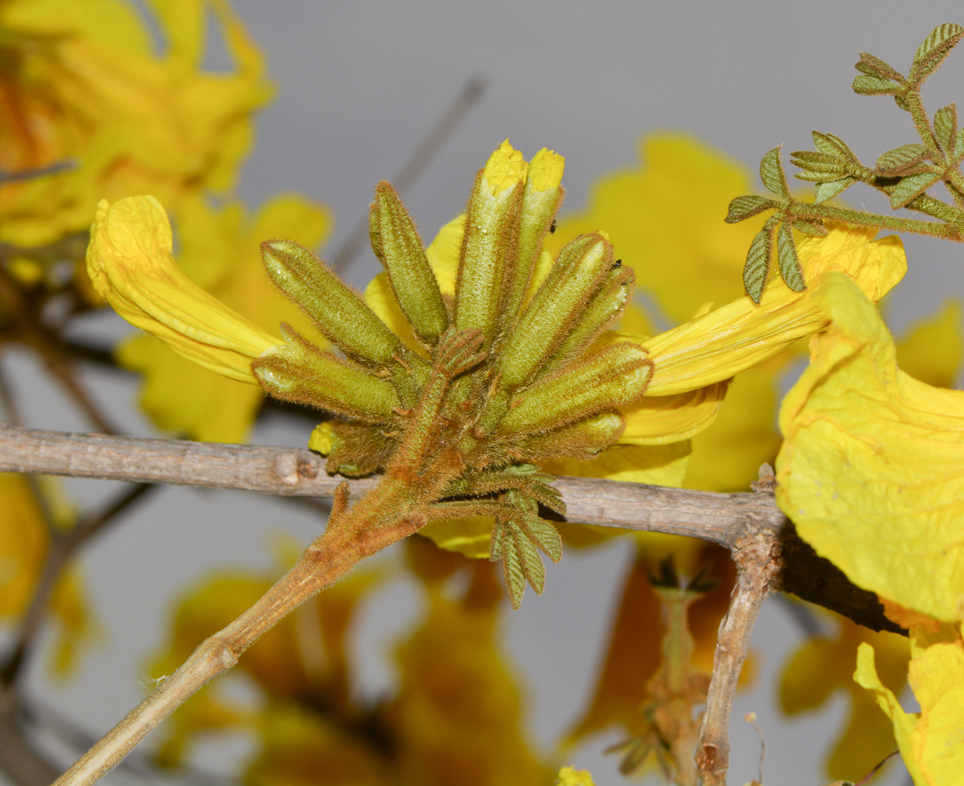 Image of Handroanthus chrysanthus specimen.