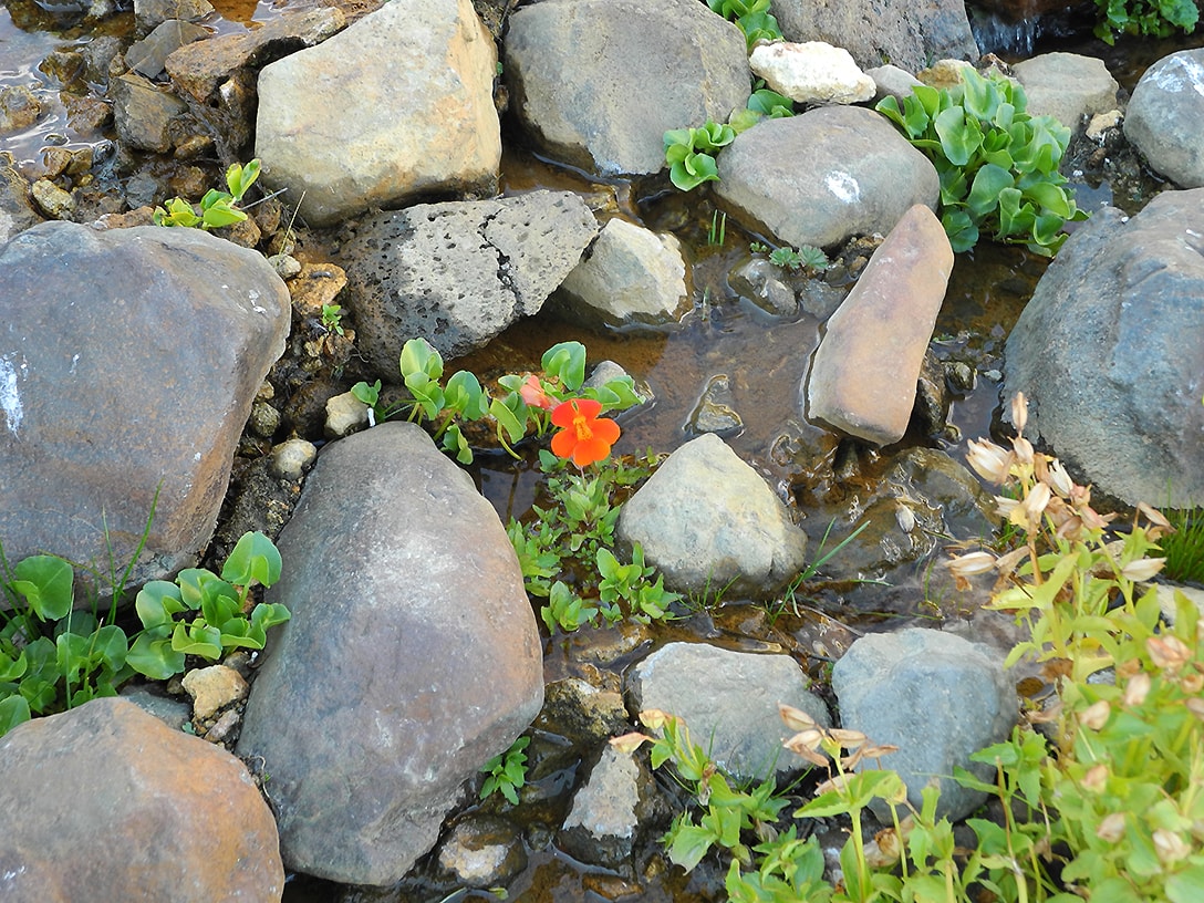 Image of Mimulus cupreus specimen.