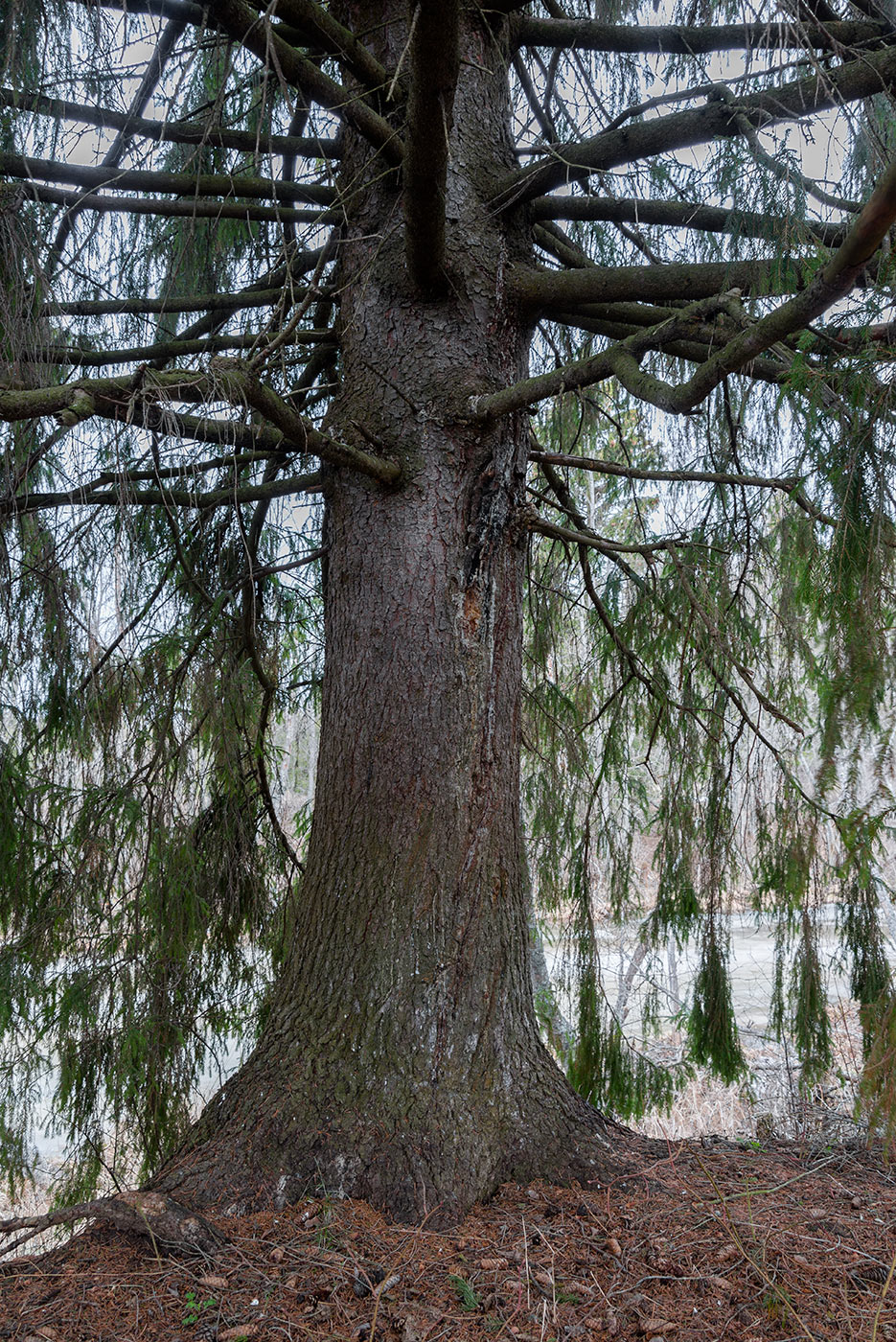 Image of Picea &times; fennica specimen.