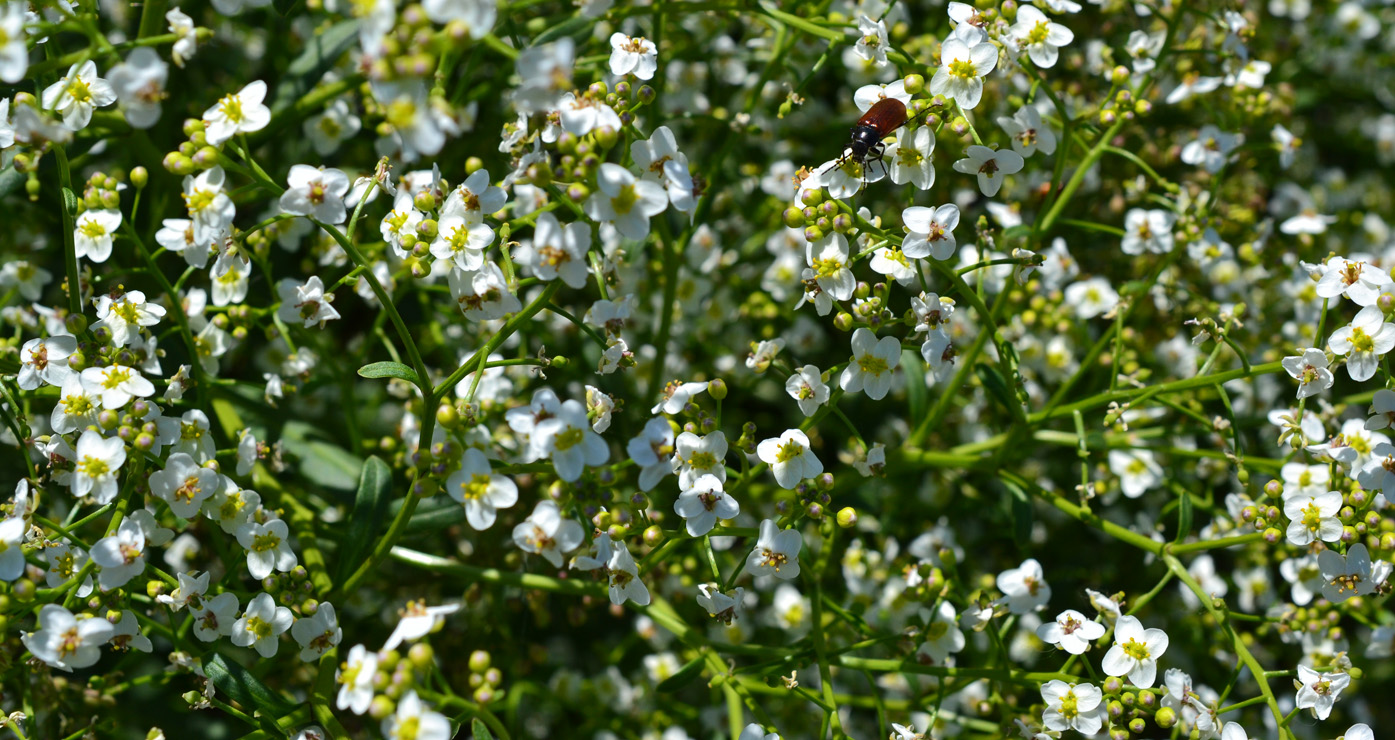 Image of Crambe tataria specimen.