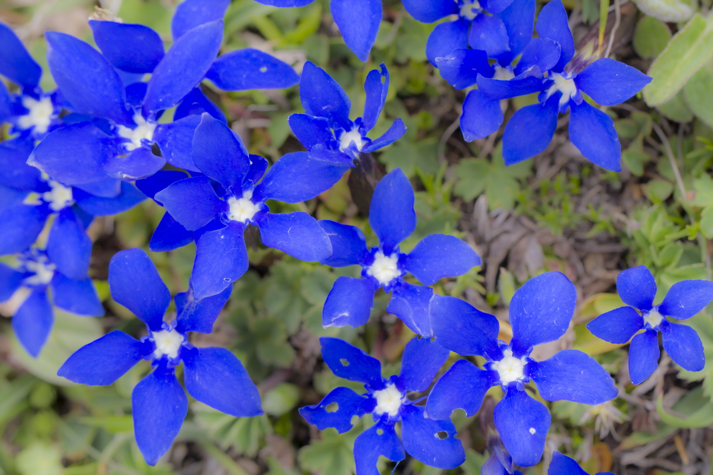 Image of Gentiana angulosa specimen.