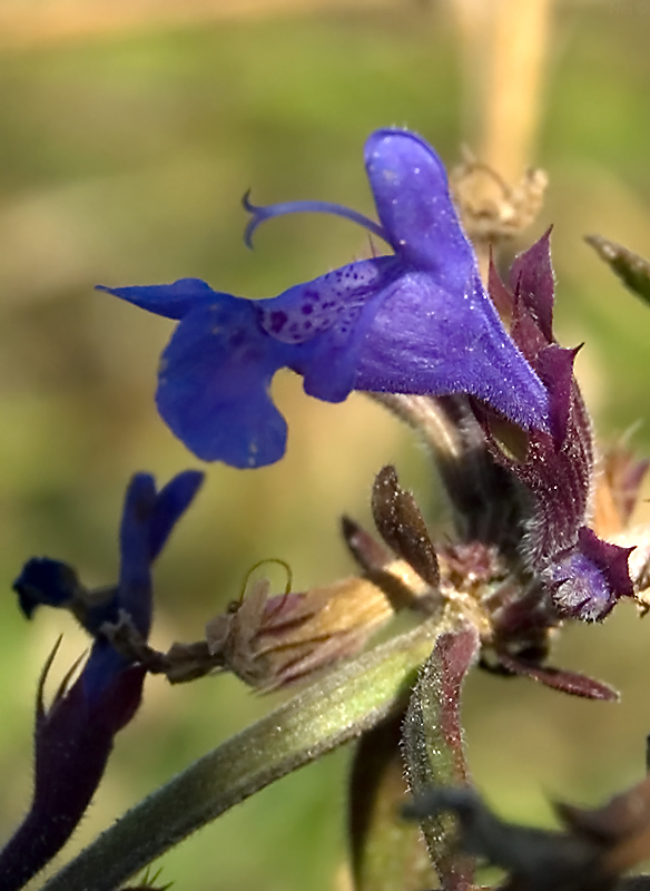 Изображение особи Dracocephalum nutans.