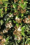 Viburnum tinus