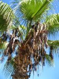 Washingtonia robusta