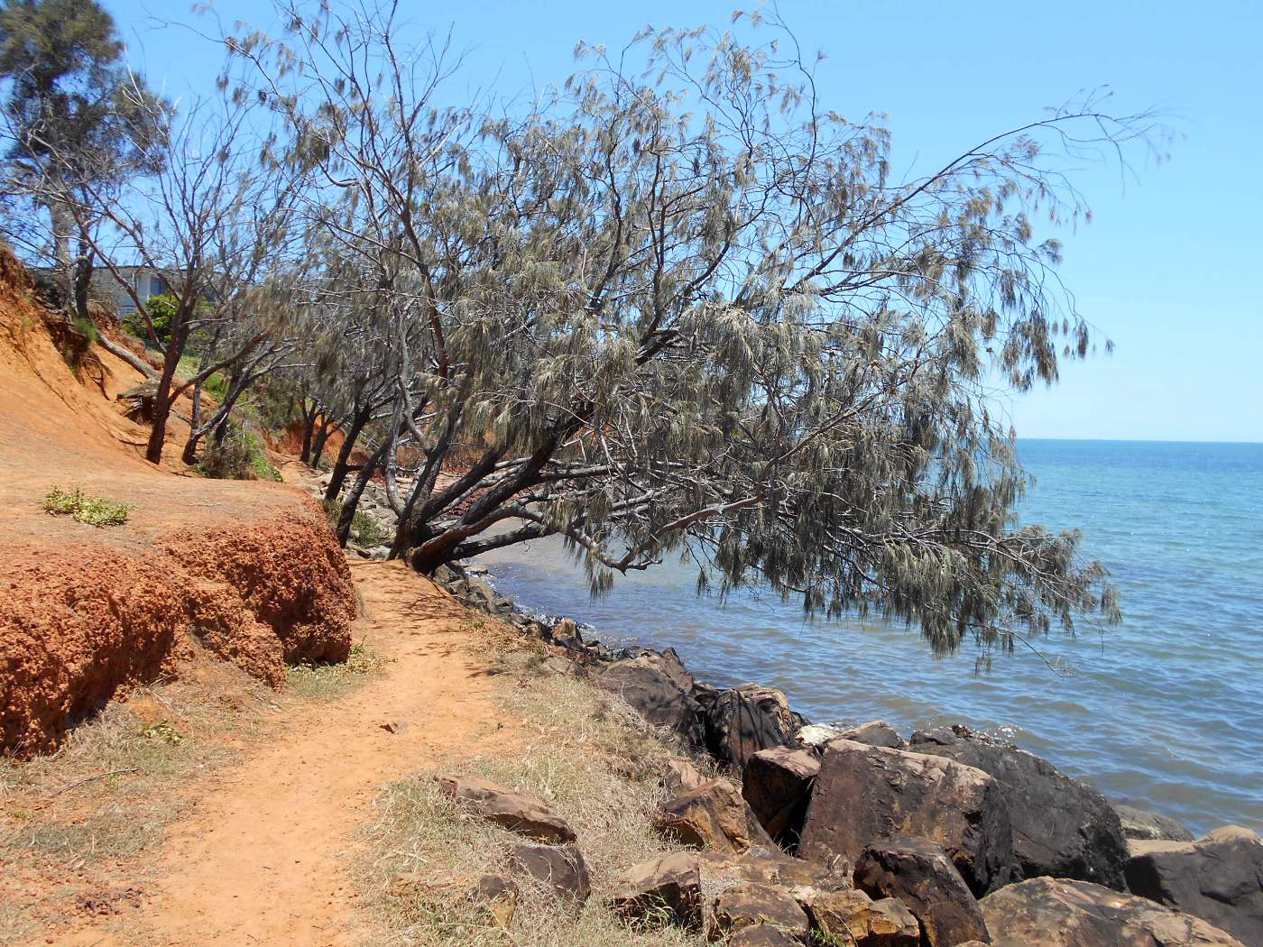 Image of Casuarina equisetifolia specimen.