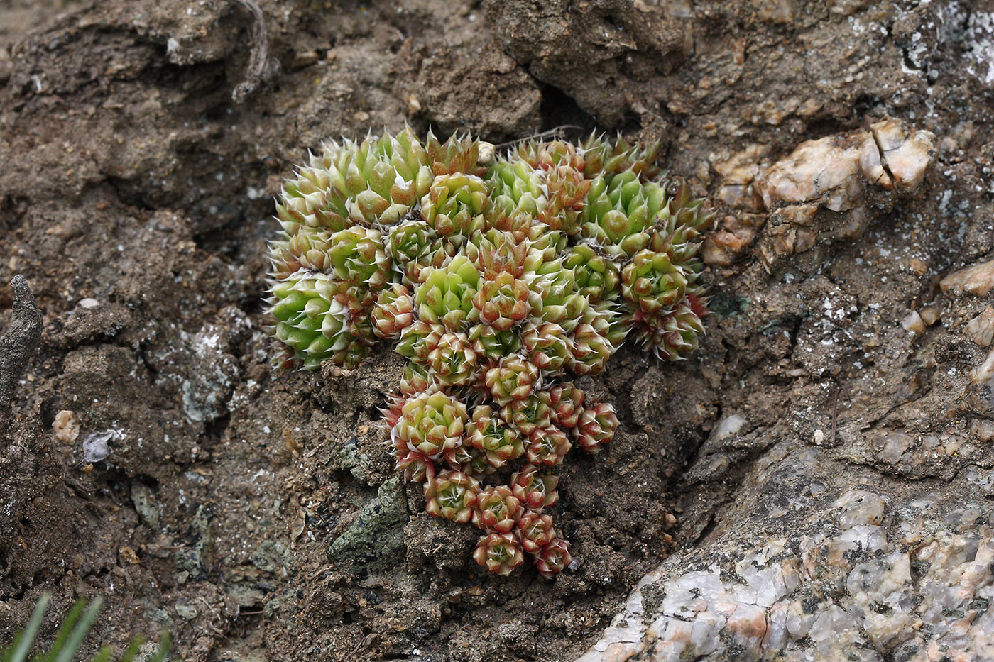 Image of Orostachys spinosa specimen.