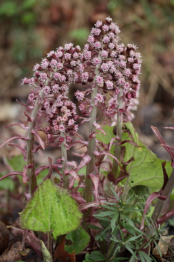 Image of Petasites hybridus specimen.