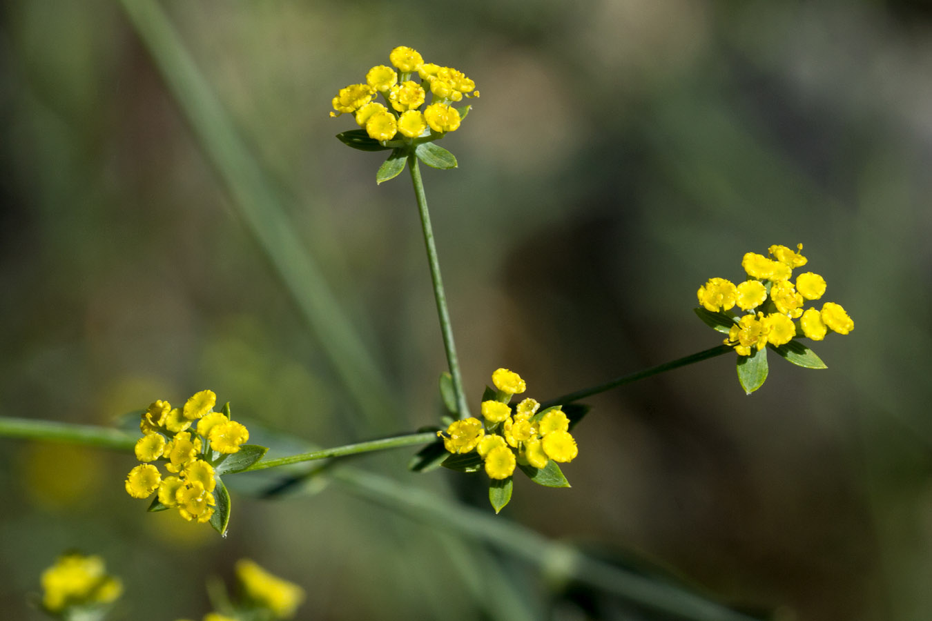 Image of Bupleurum kakiskalae specimen.