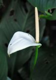 Spathiphyllum floribundum. Соцветие. Малайзия, Куала-Лумпур, в культуре. 13.05.2017.