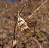 Vincetoxicum hirundinaria. Наружная часть прошлогоднего плода. Средний Урал, Пермский край, Кунгурский р-н, правый берег р. Сылва, вершина камня Ермак, сосновый бор. 7 апреля 2018 г.