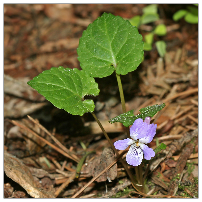 Image of Viola selkirkii specimen.