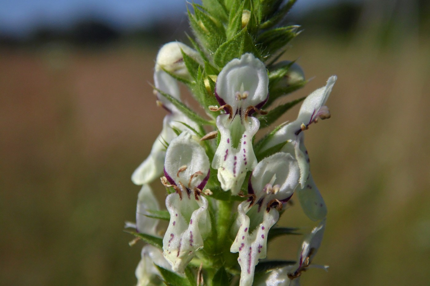 Image of Stachys recta specimen.