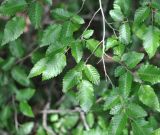 Carpinus orientalis. Ветвь. Грузия, Боржоми-Харагаульский национальный парк, лес. 24.05.2018.