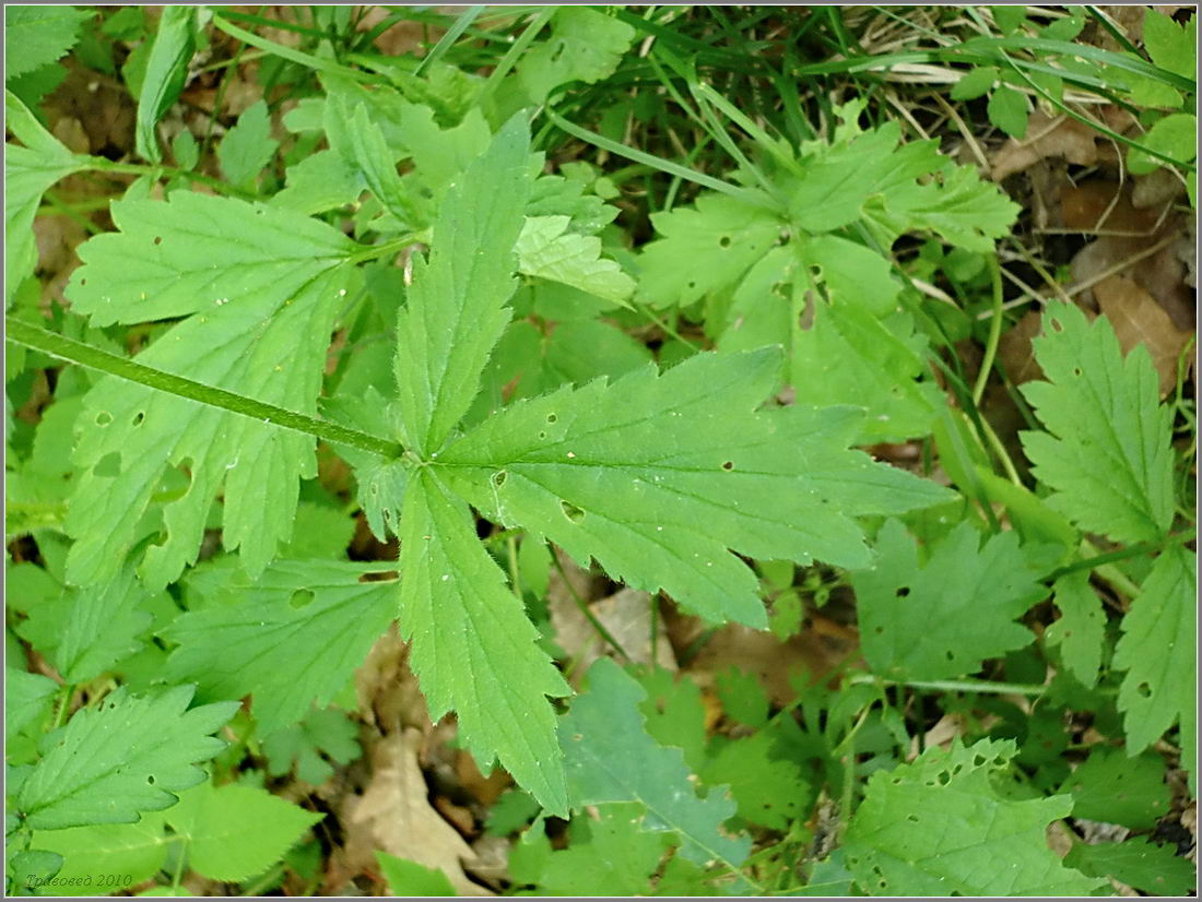 Image of Geum &times; intermedium specimen.