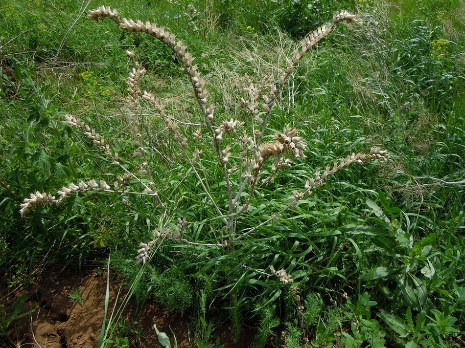 Image of Hyoscyamus niger specimen.