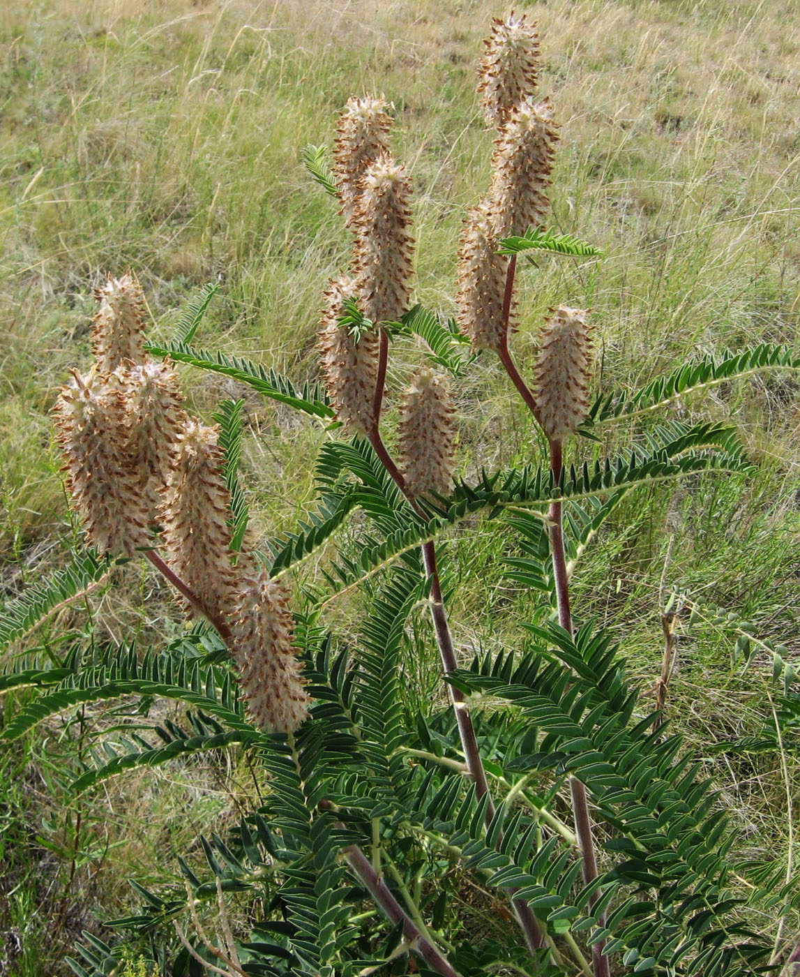 Изображение особи Astragalus alopecurus.