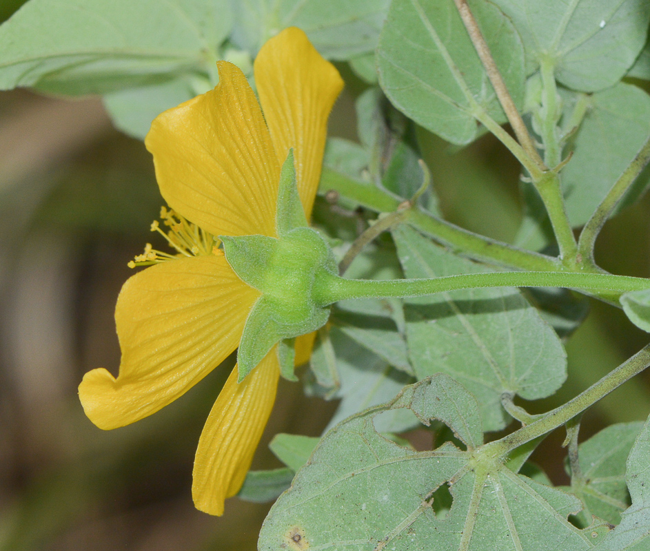 Image of Abutilon mauritianum ssp. zanzibaricum specimen.