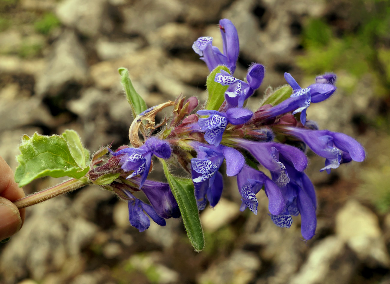 Изображение особи Dracocephalum stellerianum.