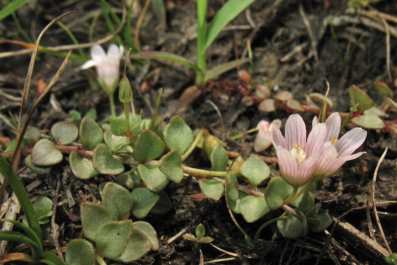 Image of Anagallis tenella specimen.