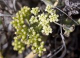 Crithmum maritimum