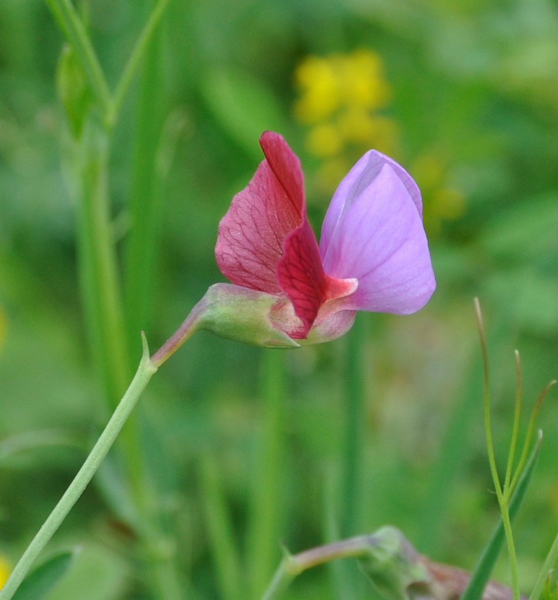 Изображение особи Lathyrus clymenum.