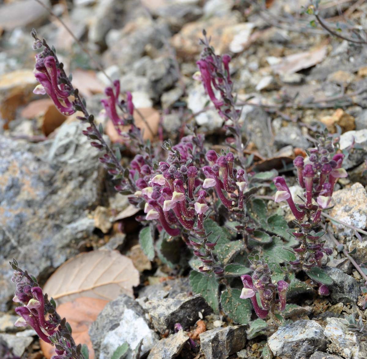 Image of Scutellaria cypria specimen.