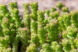 Sedum acre