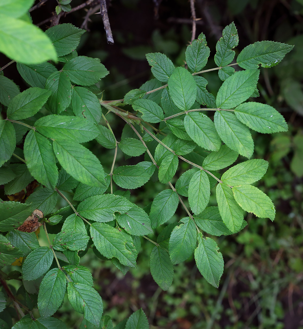 Image of Rosa &times; kamtschatica specimen.