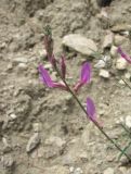 Astragalus haesitabundus. Соцветие. Дагестан, Гергебильский р-н, окр. с. Гергебиль, ок. 800 м н.у.м., каменистый склон. 07.06.2019.