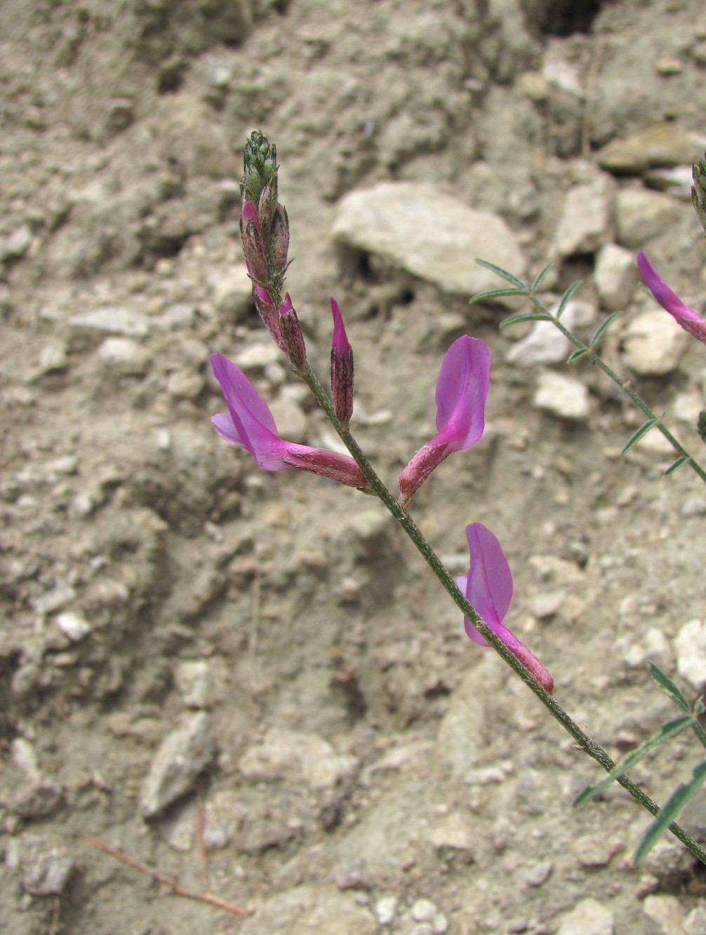 Image of Astragalus haesitabundus specimen.