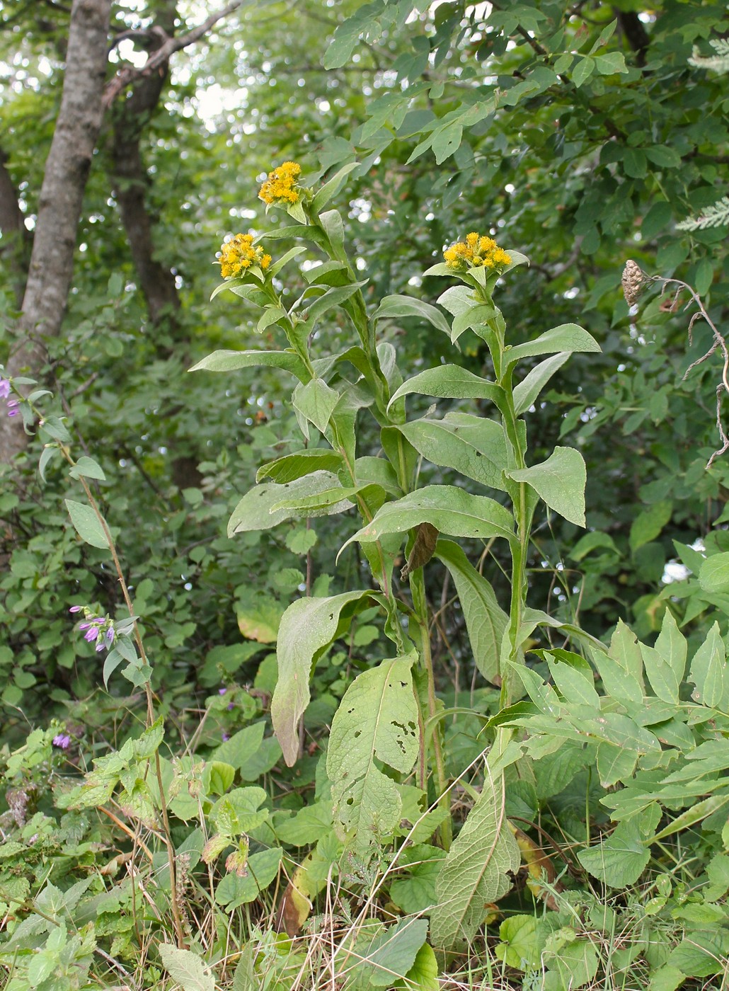 Изображение особи Inula thapsoides.