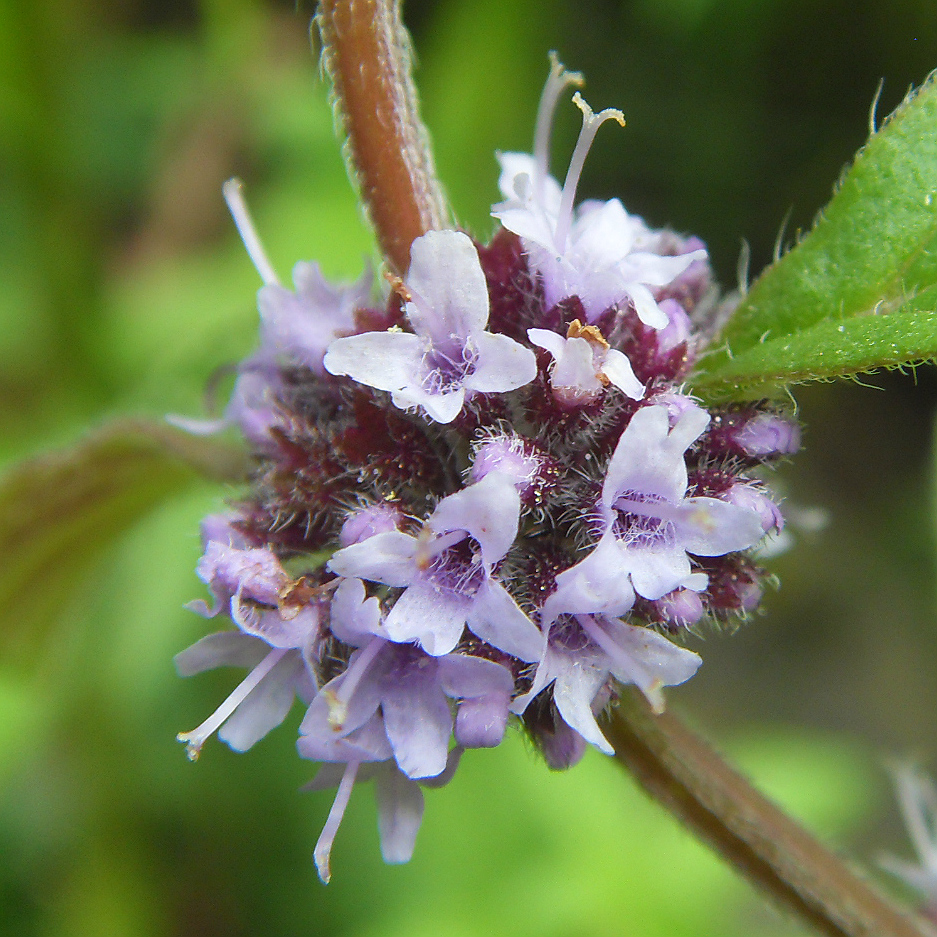 Image of Mentha arvensis specimen.